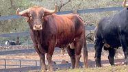 CORRIDAS EN DANGER – Après Vieux-Boucau, Eauze renonce pour cette année